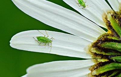 Contrôle des insectes nuisibles